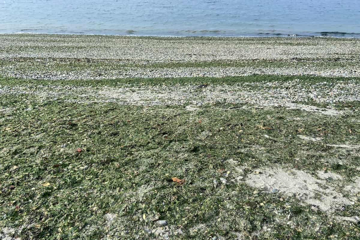 Beach substrate is mostly comprised of cobble and sand covered in algae.
