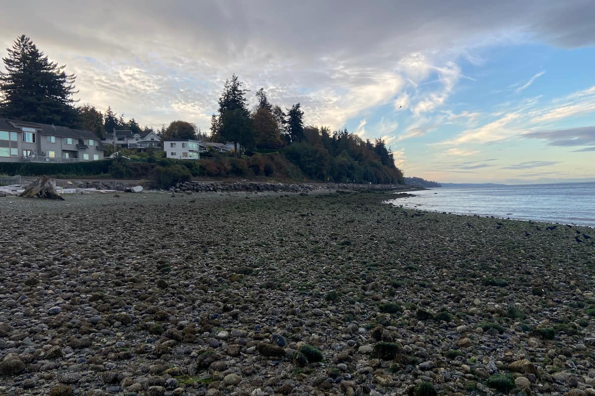 Beach substrate is mostly comprised of cobble and sand covered in algae.