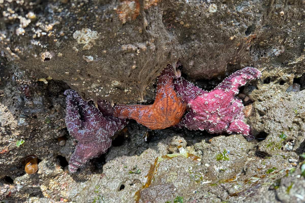 Ochre sea stars hanging out in a rock crevice.
