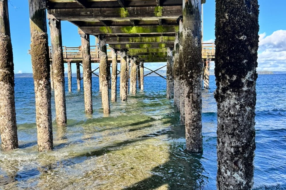 Tidepooling area underneath the pier provides a unique experience for students.