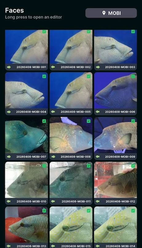 Photos of multiple different humpead wrasse, part of a database application which is used to monitor and track wrasse.